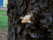 This one giving itself vertigo. In reality it's almost done molting.